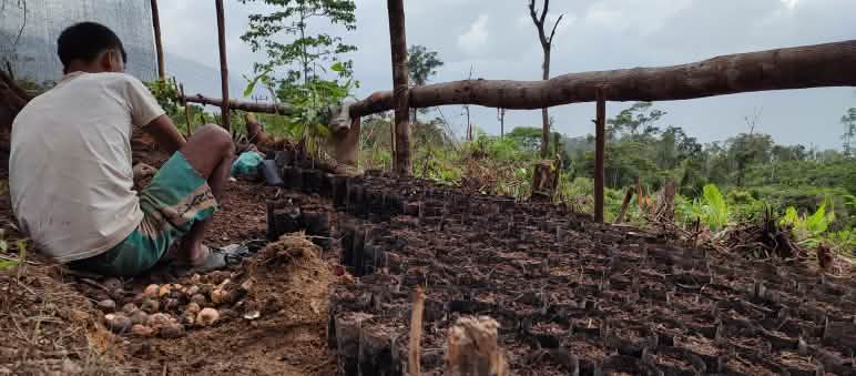 Bibit kecil suatu hari akan tumbuh menjadi hutan yang besar warga dengan bibit pohon di desa Pining, Gayo, Aceh