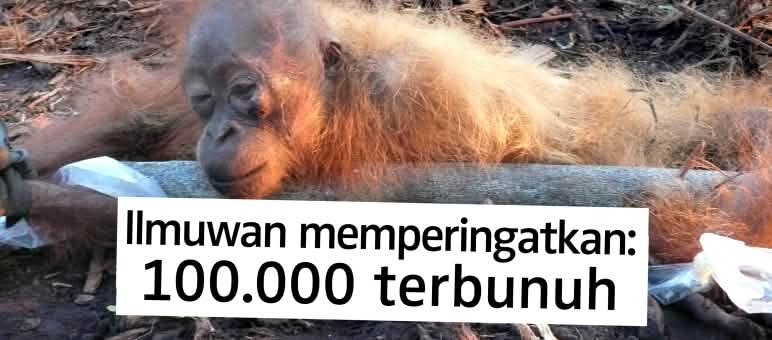 Orang utan meninggal di perkebunan sawit Orang utan mati dan terikat