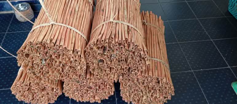 Masyarakat adat hidup dari kayu manis Kayu manis