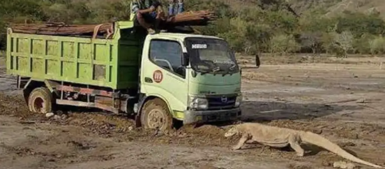 Konflik truk-satwa Truk dan komodo