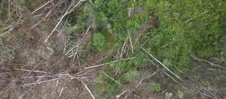 Deforestasi di Luwu Timur untuk pertambangan Nikel oleh PT Vale Deforestasi di Luwu Timur untuk pertambangan Nikel oleh PT Vale