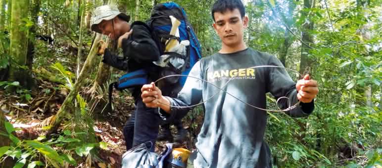 Perangkap jerat, pemburu liar dan aliran sungai pegunungan yang deras merupakan bahaya sehari-hari bagi penjaga hutan Penjaga hutan FKL dengan perangkap jerat