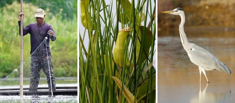 Menangkap ikan yang ramah dengan jaring - tumbuhan karnivora kantung semar - burung cangak abu Report 2-25 - Kolase Aceh 1