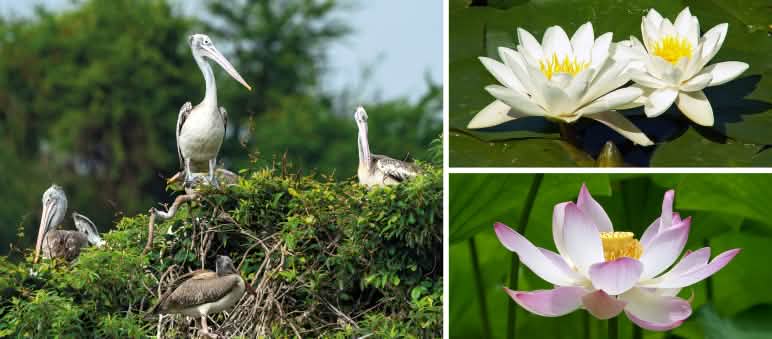 Burung pelikan dalam rombongan mengerami telurnya di atas pohon atau tanah - bunga teratai - bunga nelumbo Report 2-25 - Kolase Aceh 2