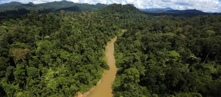 Kalimantan telah kehilangan setengah dari hutan hujannya akibat industri kayu, kertas, minyak sawit dan batu bara. Nampak dari atas sebuah sungai di hutan hujan Kalimantan