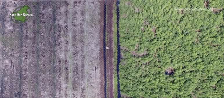 1. PT. KORINTIGA HUTANI 2. PT. CERIA KARYA PRANAWA 3. PT. INDUSTRIAL FOREST PLANTATION 4. PT. BARATAMA PUTRA foto drone hutan dan lahan yang dibuka