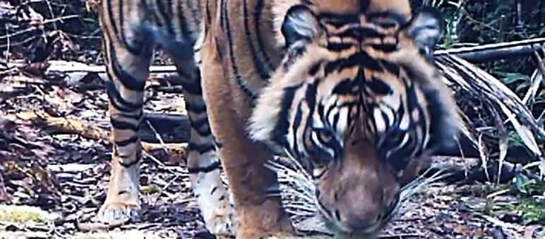 Sebuah perangkap kamera merekam harimau sumatra Gambar harimau perangkap kamera