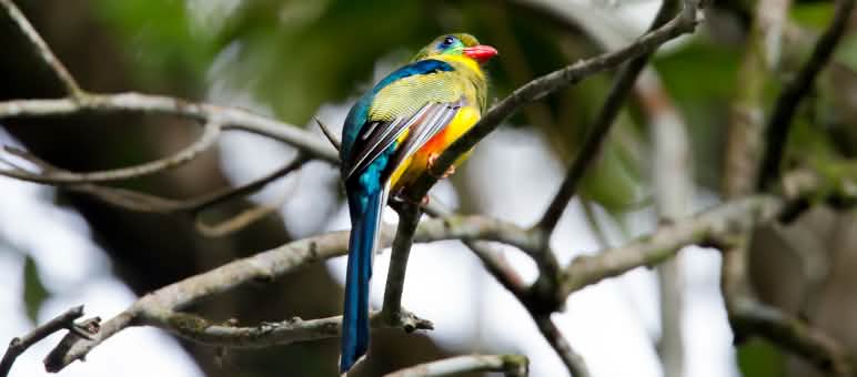 Surga burung-burung Sangihe Burung di Indonesia