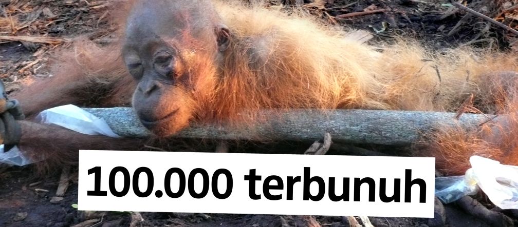 Ilmuwan: 100.000 orang utan dibunuh dalam 10 tahun yang lalu demi sawit Orang Utan setengah mati dan diikat