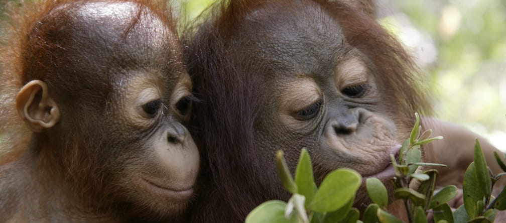 Orang utan hanya hidup di hutan hujan Kalimantan dan Sumatra