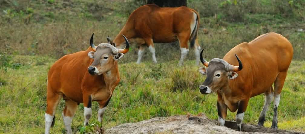 Banteng birma hidup di hutan hujan di Kamboja, Myanmar, Thailand dan Vietnam. Subspesies dari sapi liar ini terancam punah Banteng birma
