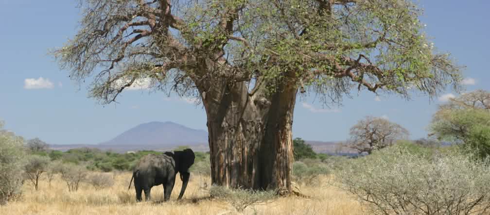 Di sabana, pelestarian lapisan humus di permukaan tanah penting bagi perlindungan iklim. seekor gajah dibawah pohon Baobab
