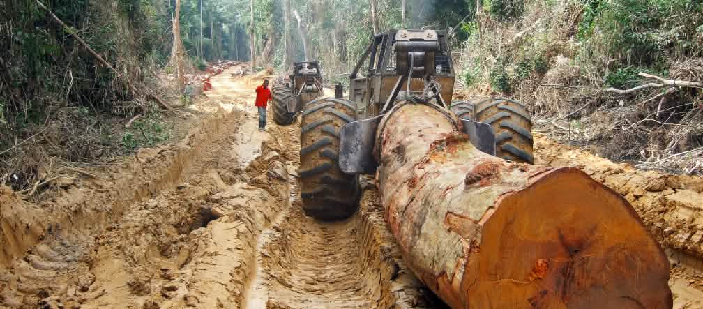 Sebuah moratorium yang masih melindungi bagian terbesar hutan hujan di Republik Demokrasi Kongo atas ancaman penebangan industri. Pohon besar dari hutan hujan di Kongo ditarik