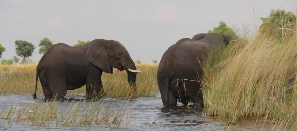 Botswana terkenal dengan populasi gajahnya yang besar Gajah-gajah di delta Okavango, Botswana