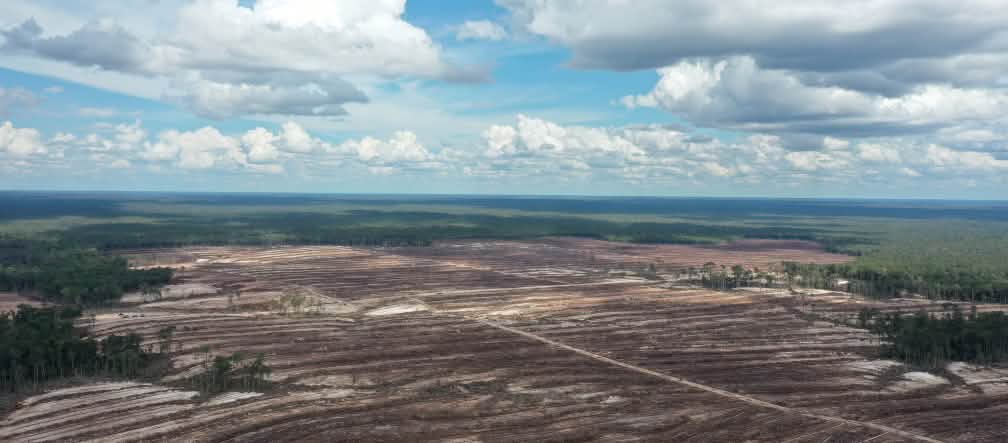 Perusakan hutan gambut adalah sebuah kejahatan bagi manusia dan alam. Rawa gambut di Kalimantan