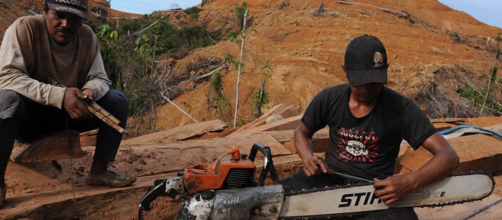 Penebangan di hutan hujan: di seluruh dunia pemotong kayu menggunakan mesin gergaji Stihl Pemotong kayu dengan mesin gergaji Stihl