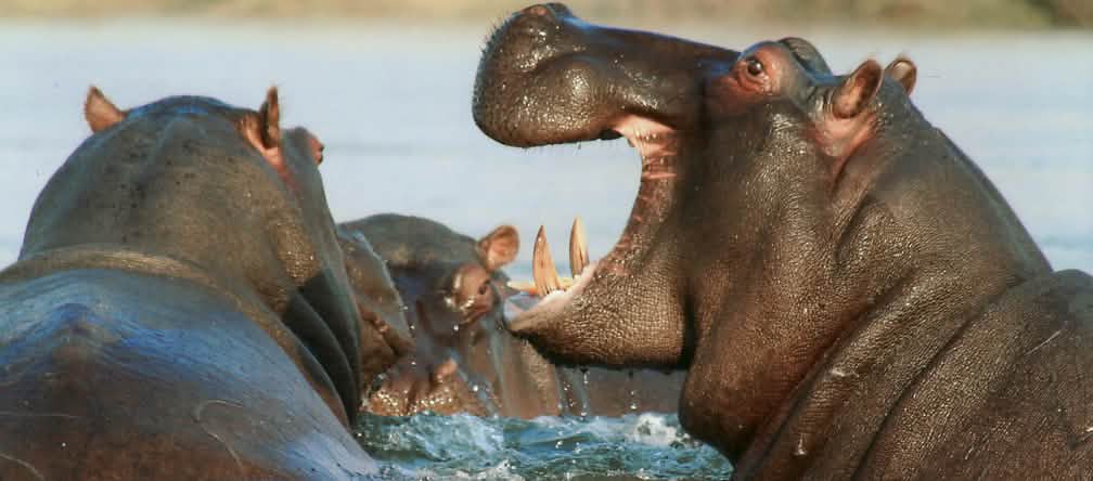 Air delta Okavango terancam oleh proyek minyak bumi Kuda nil hipotamus