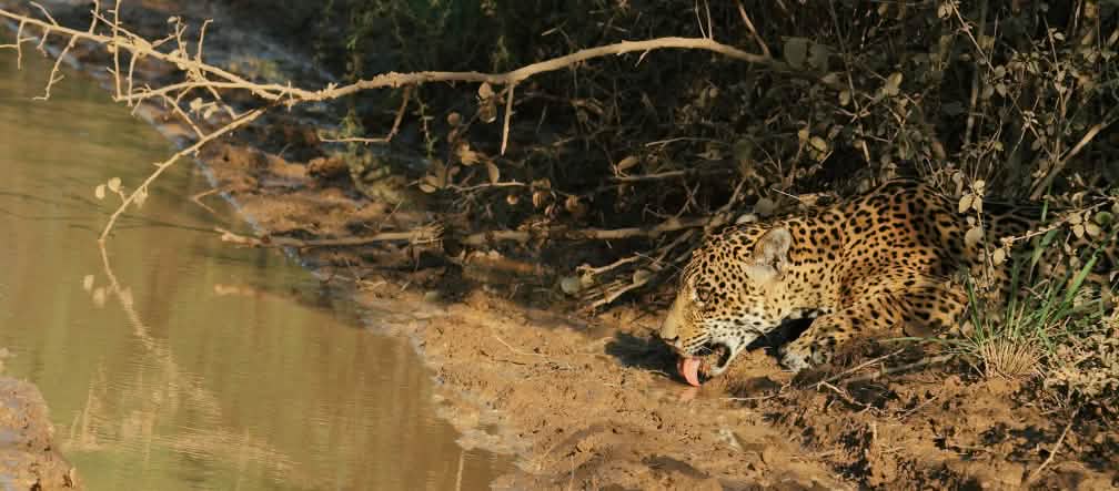 Jaguar di Argentina dalam waktu dekat akan punah. Rusaknya habitat mereka dan pemburuan ilegal merupakan penyebab utamanya. Seekor jaguar menyamar di semak-semak sedang minum di kubangan air