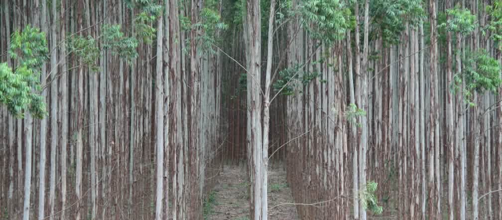 Hutan Tanaman Industri di Brasil HTI eukalyptus