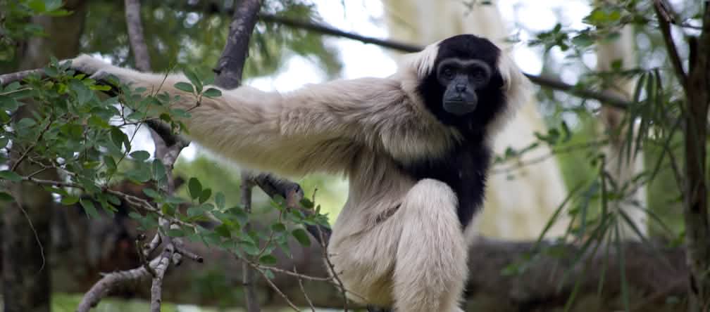 Gibbon bermahkota (pileated gibbon, Hylobates pileatus) hanya hidup di wilayah Kamboja, Thailand dan Laos. Kera ini sangat terancam punah sebab habitat mereka terus menyusut. Pileated gibbon (hylobates pileatus) duduk di atas ranting yang besar dan menatap kamera