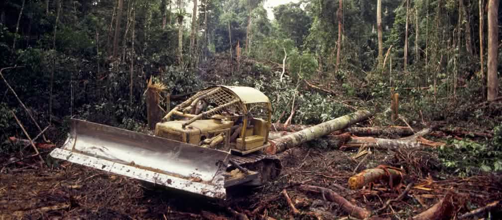 Deforestasi Buldoser di hutan