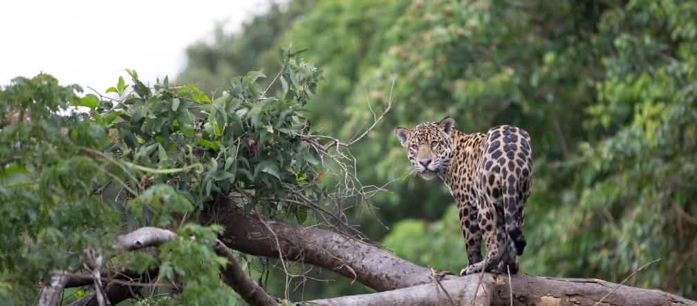 Jaguar adalah simbol hutan hujan dari Los Chimalapas (Foto: Mat Hayward)