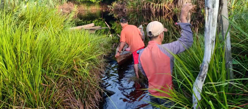 Dua aktivis dari Kaliptra Andalas mengamankan bukti-bukti penebangan dan saluran drainase di rawa gambut. Lahan-lahan yang sudah dikeringkan digunakan untuk perkebunan. Para aktivis dari Kaliptra Andalas di Kampar