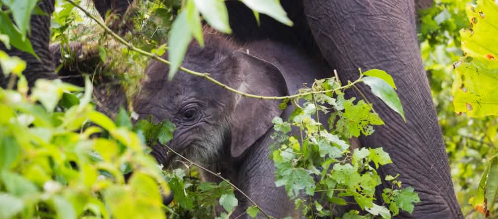 Lindungi orangutan, gajah, harimau dan badak di Kawasan Ekosistem Leuser! Gajah Sumatera di kawasan ekosistem Leuser