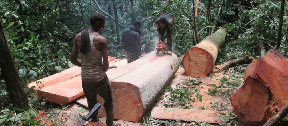 3 penebang memotong pohon yang baru mereka tebang. Tempat Kejadian Perkara adalah negara bagian Cross River di Nigeria 3 penebang memotong pohon yang baru mereka tebang