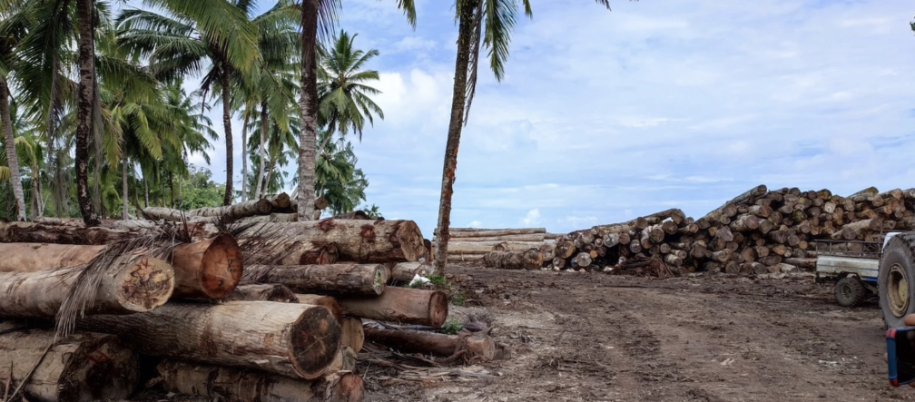 Ini juga bisa terjadi di kepulauan Mentawai. Kayu tropis di bawah pepohonan palem