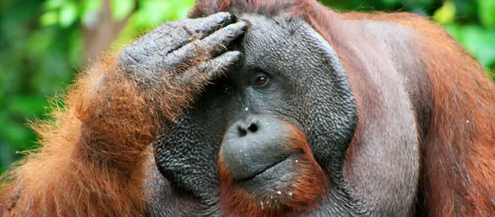 Pandangan ke masa depan yang tak jelas: Orang utan terancam punah Orang utan jantan memegang kepalanya dan dengan pandangan kosong jauh ke depan