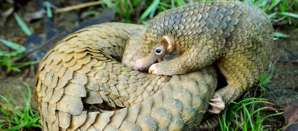 Trenggiling diburu meskipun di Asia hampir punah Anak trenggiling memeluk induknya yang berbaring melingkar di atas tanah hutan