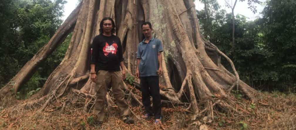 Hutan tidak ada lagi, tinggal satu pohon sialang saja (Sumatra, Indonesia) Feri dan Marhoni didepan pohon madu