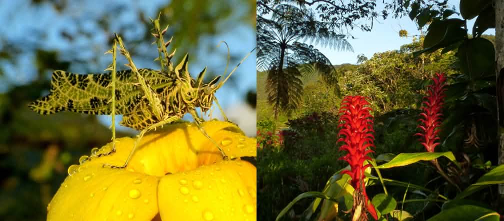 Di hutan suaka Los Cedros belalang dengan nama biologi Trimerotropis axatilis menemukan habitatnya seperti juga tumbuhan pitcairnia nigra, sebuah genus tumbuhan bromelia. Kolase - Los Cedros - Regenwald Report 1-21