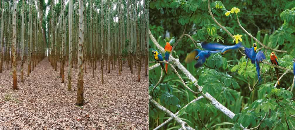 HTI yang secara ekologis tidak bernilai justru di mata PBB adalah hutan.
