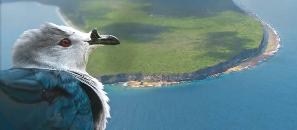 Atol Makatea adalah rumah bagi Merpati tahiti yang langka Merpati Tahiti didepan Atoll Makatea