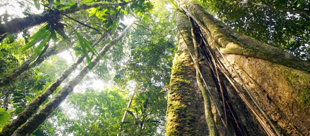 Pohon-pohon besar membentuk kanopi yang rapat Hutan Hujan Amazonas