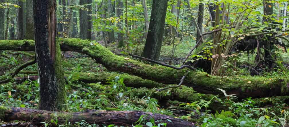Hutan alam Bialowieza di Polandia hidup! hutan alam Bialowieza di Polandia