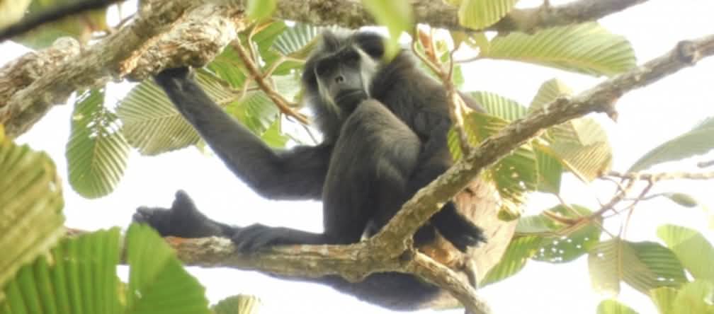 Simakobu - monyet endemik di Mentawai simakobu / langur berekor babi / monyet buntut babi