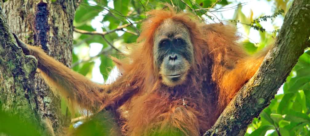 Langka, baru ditemukan, segera punah: Orang utan Tapanuli Orang Utan Tapanuli