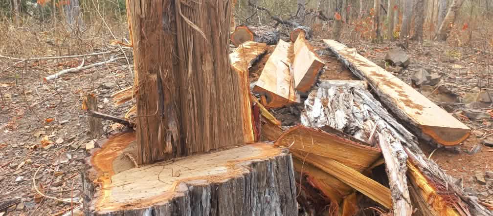 Hutan rimba ini ditebang liar untuk perdagangan kayu berharga Sisa batang pohon dan potongan kayu dari pohon besar yang ditebang berserakan di hutan