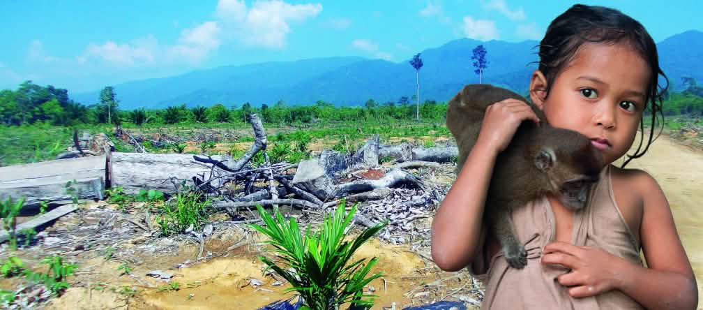 Tidak ada tempat untuk bisa bertahan hidup bila lahan dikonversikan menjadi perkebunan sawit
