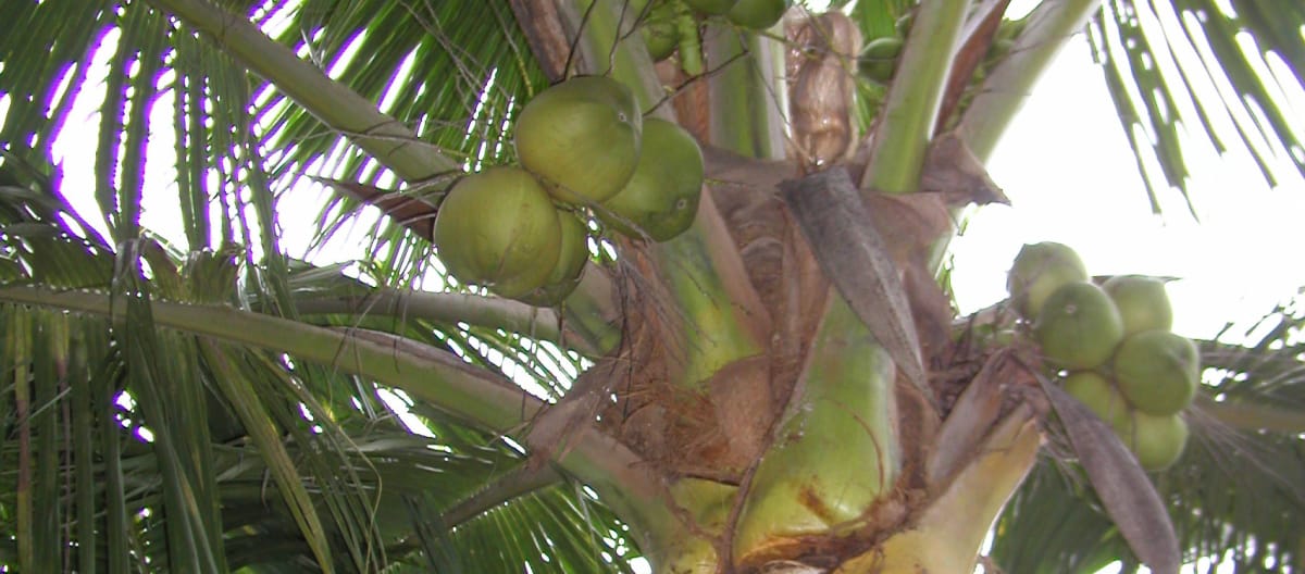 pohon kelapa