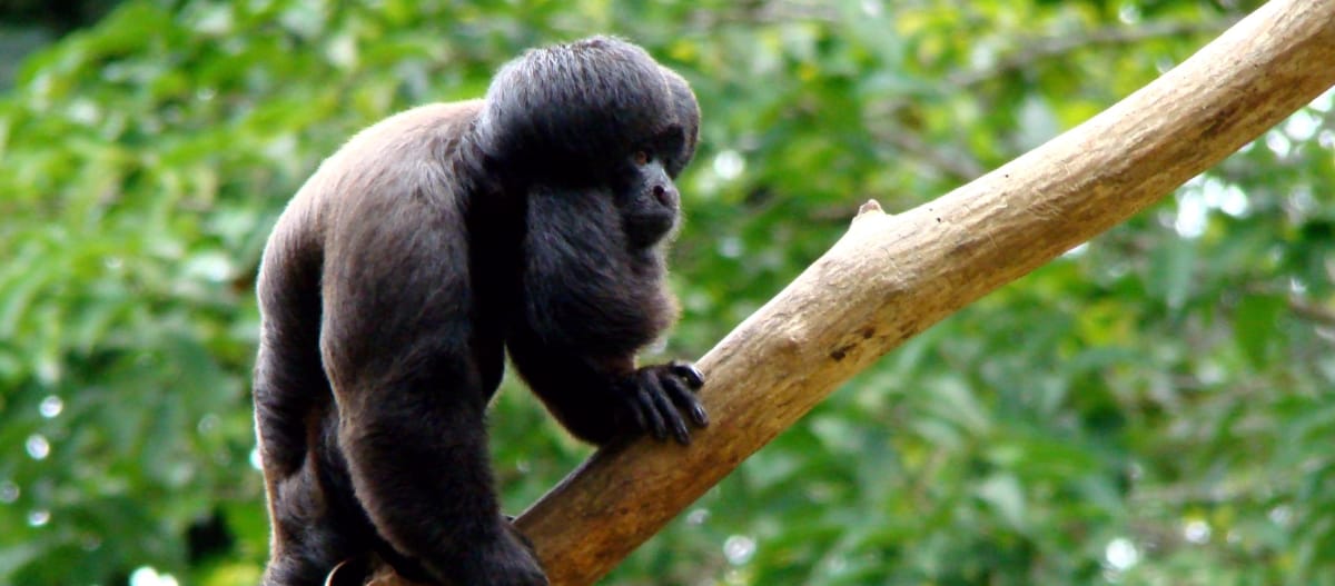 Monyet saki hitam (chiropotes satanas)
