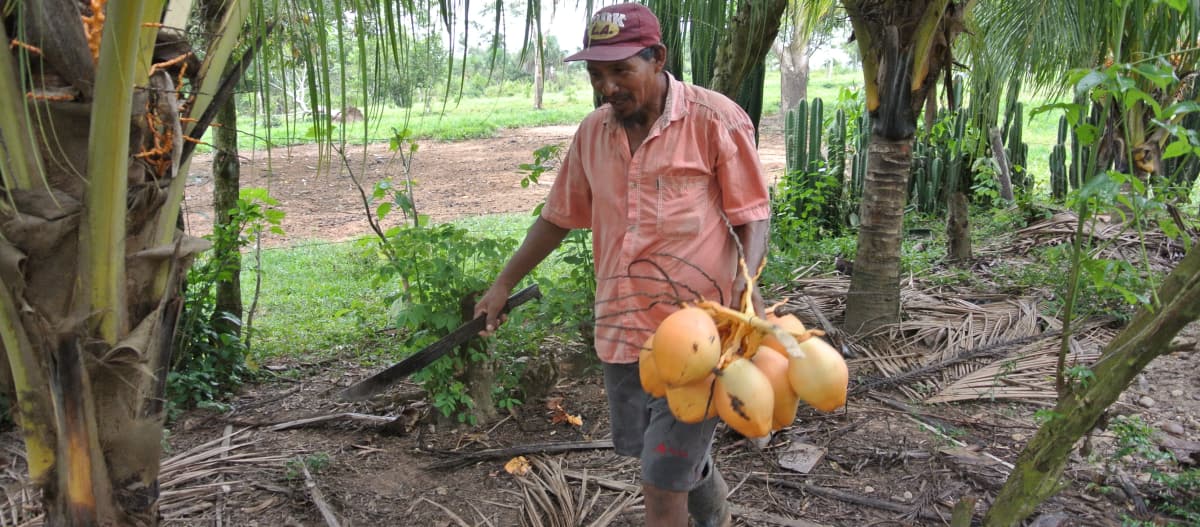 Seorang petani dengan buah kelapa di tangan