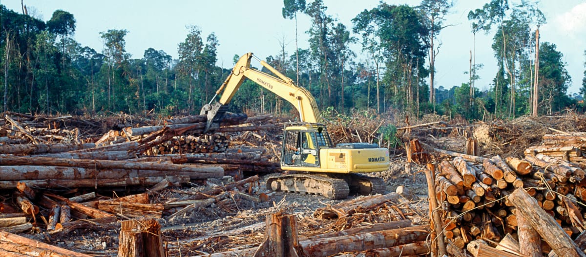 Pencengkram pohon di hutan yang sudah gundul