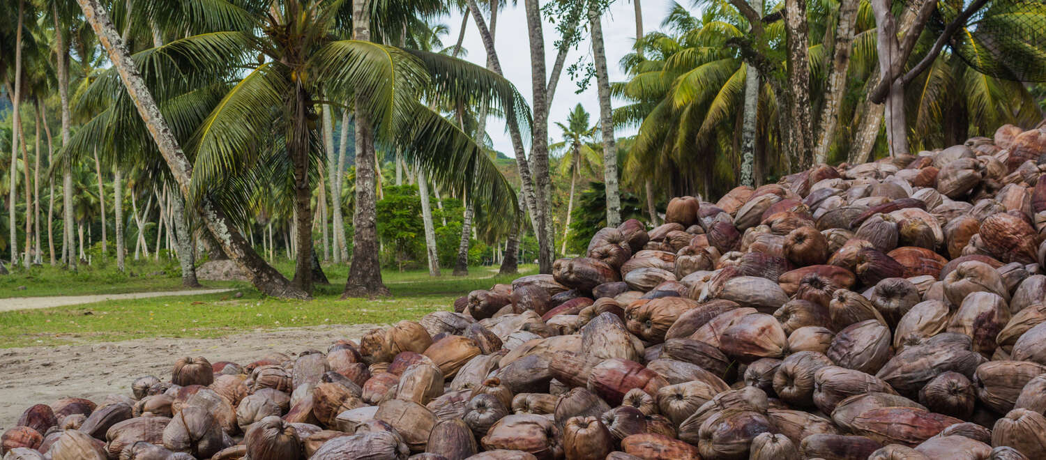 Tumpukan kelapa tua berwarna cokelat di sebuah perkebunan kelapa