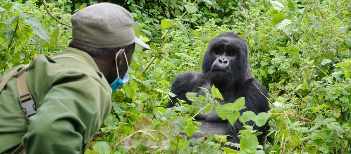 Gorila dan Ranger di Taman Nasional Virunga