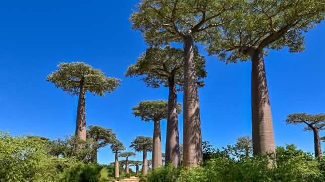 Pohon-pohon baobab disepanjang jalan berpasir di Madagaskar