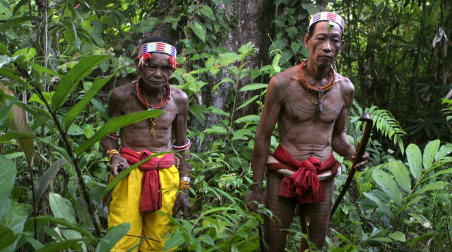 Hutan alam Siberut terancam kembali HTI Selamatkan Hutan 